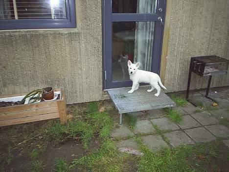 Hvid schæfer Rolf von American Canadia - Hov hvad laver det glas der så jeg ikke kan komme ind billede 12