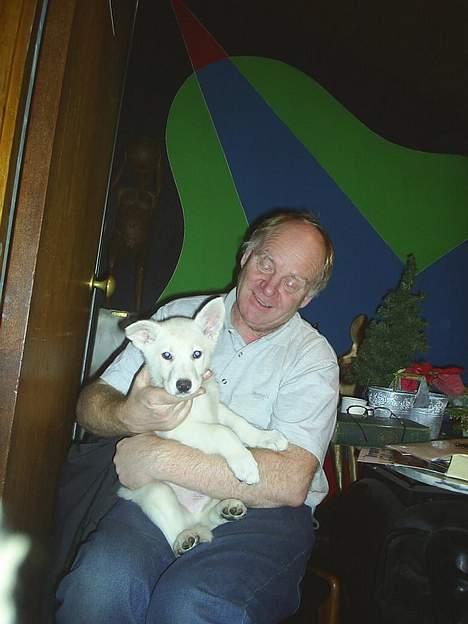 Hvid schæfer Rolf von American Canadia - Far holder godt fast i mig, og med lukkede øjne drømmer han om jeg bliver stor i en fart billede 13