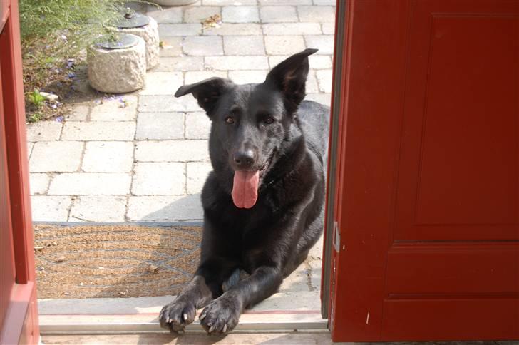 Blanding af racer Zenta - Foto: Nmf billede 1