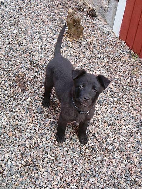 Blanding af racer Zenta - Foto: Nmf billede 2