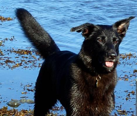 Blanding af racer Zenta - Foto: Nmf billede 3