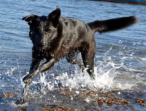 Blanding af racer Zenta - Foto: Nmf billede 4