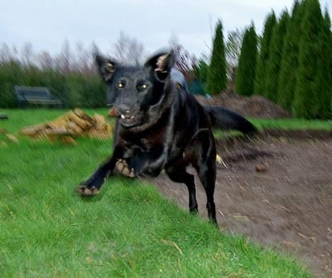 Blanding af racer Zenta - Foto: Nmf billede 5