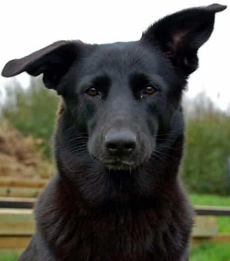 Blanding af racer Zenta - Foto: Nmf billede 6