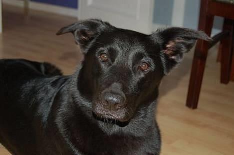 Blanding af racer Zenta - Foto: Nmf billede 7