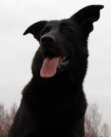 Blanding af racer Zenta - Foto: Nmf billede 8