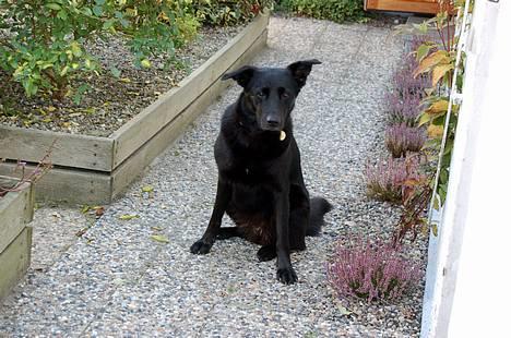 Blanding af racer Zenta - Foto: Nmf billede 9