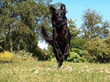 Blanding af racer Zenta - Foto: Nmf billede 10