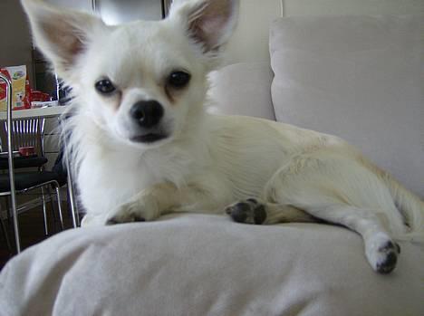 Chihuahua Chico billede 13