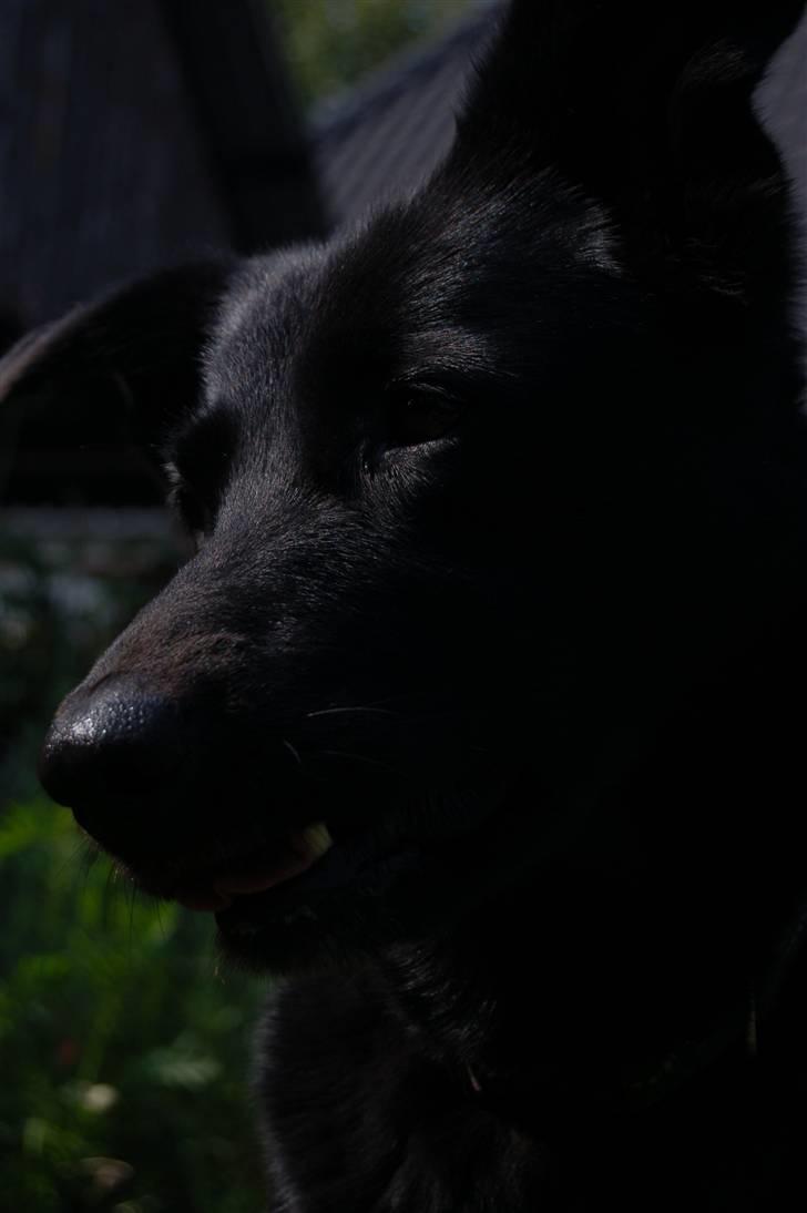 Blanding af racer Zenta - Foto: Nmf billede 11