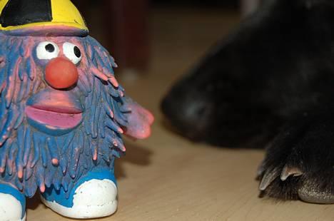 Blanding af racer Zenta - Foto: Nmf billede 12