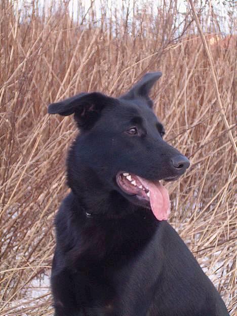 Blanding af racer Zenta - Foto: Nmf billede 13