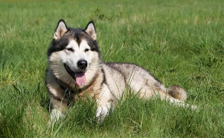 Alaskan malamute SILVER billede 8