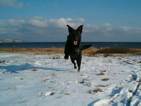 Blanding af racer Zenta - Foto: Nmf billede 14