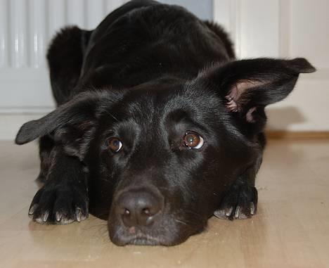 Blanding af racer Zenta - Foto: Nmf billede 15