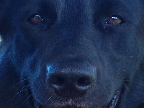 Blanding af racer Zenta - Foto: Nmf billede 16