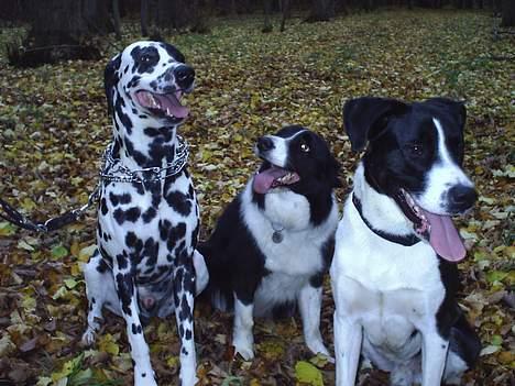 Blanding af racer Tyson - En tur i skoven er altid dejlig med hele familien! billede 10