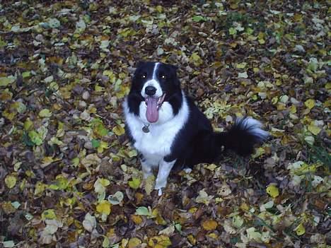 Border collie Leika (San Har) R.I.P  - Det er en god skovtur! billede 7