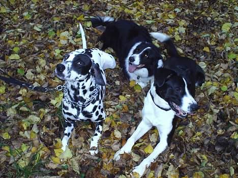 Dalmatiner Walter ( R.I.P ) - Kom nu...kom nu...HVOR længe skal vi blive liggende her??? billede 16
