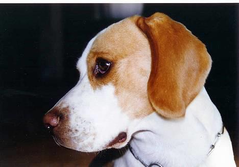 Beagle Max  billede 1