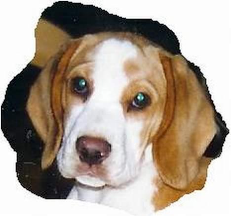 Beagle Max  billede 5