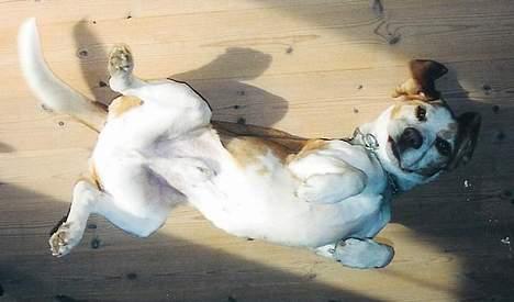 Beagle Max  billede 6