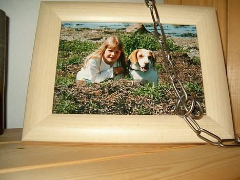 Beagle Max  - Dette er så mit billede af ham i ramme og hans gamle halsbånd med hans navn og vores tlf. Jeg har det stående på en hylde til minde for ham !! Miss you and love you <33  billede 7