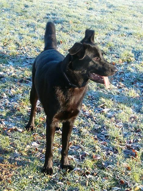 Blanding af racer Zenta - Foto: Nmf billede 17