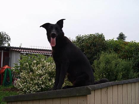 Blanding af racer Zenta - Foto: Nmf billede 18