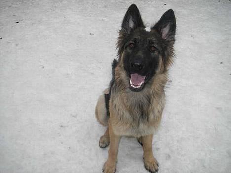 Dobermann (Gennings El-Nino)Jack - Sidder jeg ikke pænt nu? billede 2