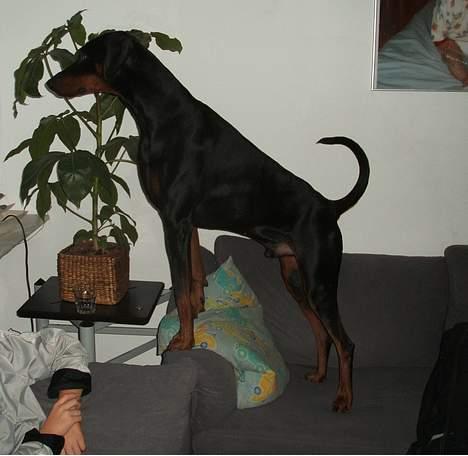 Dobermann (Gennings El-Nino)Jack - Nu vil jeg altså godt have den kiks.... billede 3
