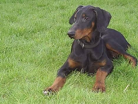 Dobermann (Gennings El-Nino)Jack - Jack 4 mdr... Er han ikke sød? billede 4