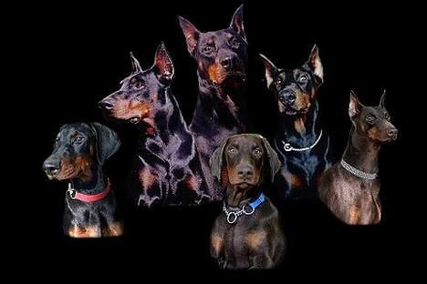 Dobermann (Gennings El-Nino)Jack - Jack´s familie billede 5