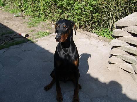 Dobermann (Gennings El-Nino)Jack - 5 af mine søskene billede 6