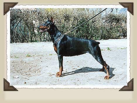 Dobermann (Gennings El-Nino)Jack - Min mor, Rocky Dobi Deby  billede 7