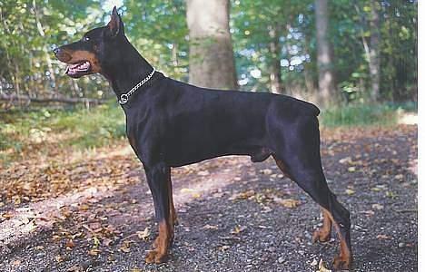 Dobermann (Gennings El-Nino)Jack - Min far: Gennings Canna Chavez billede 8
