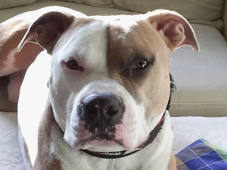 Amerikansk staffordshire terrier Anton - Anton August 2006 billede 1
