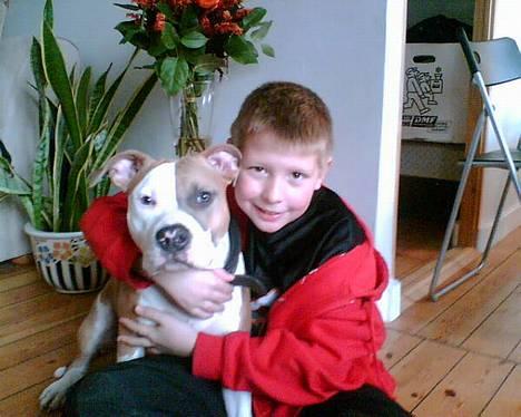 Amerikansk staffordshire terrier Anton - Mine to dejlige drenge...!! billede 2