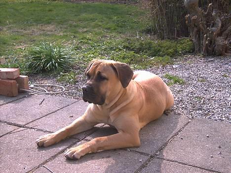 Boerboel Mischa billede 1