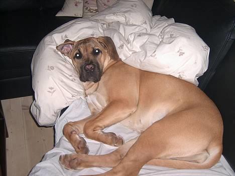 Boerboel Mischa - nå.... lå du her? kan du ikke tage gulvet i dag mor billede 2