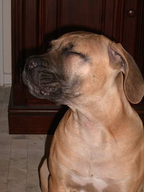Boerboel Mischa - atyv billede 3