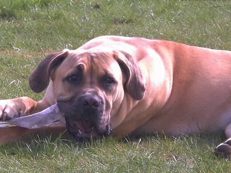 Boerboel Mischa - uha det er dejligt med de sommer billede 4