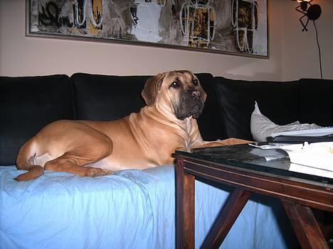 Boerboel Mischa - skal vi se film nu? billede 5