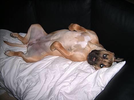 Boerboel Mischa - okay jeg blev da vist lige lidt træt der billede 6