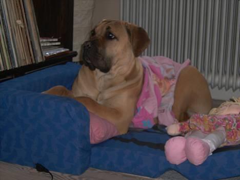 Boerboel Mischa - ja ja så skal man lege udklædningsdukke igen igen billede 7