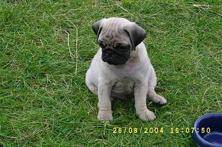 Mops Killian billede 1