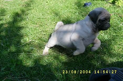 Mops Killian billede 2