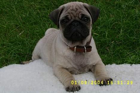 Mops Killian billede 3