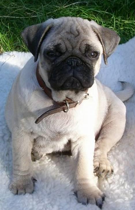 Mops Killian billede 4