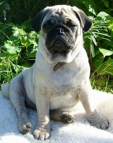 Mops Killian billede 5